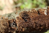 Hydnoporia olivacea image