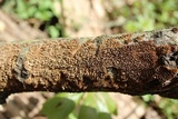 Hydnoporia olivacea image