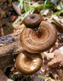 Polyporus brumalis image