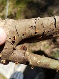 Anthracophyllum lateritium image