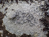 Physcia clementei image