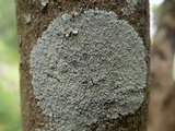 Physcia clementei image