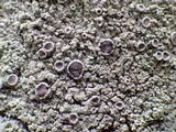 Physcia clementei image