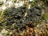 Collema furfuraceum image