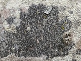 Amandinea punctata image