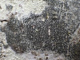 Amandinea punctata image