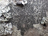 Amandinea punctata image