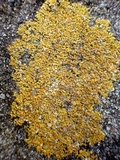 Caloplaca flavescens image
