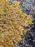 Caloplaca flavescens image