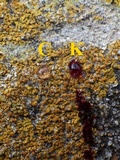 Caloplaca flavescens image