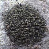 Hyperphyscia adglutinata image