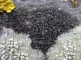 Hyperphyscia adglutinata image