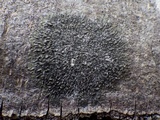 Hyperphyscia adglutinata image