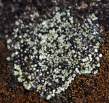 Lecanora muralis image