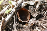 Peziza phyllogena image