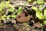 Peziza phyllogena image