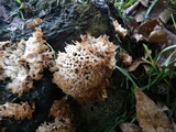 Hydnopolyporus fimbriatus image