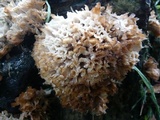 Hydnopolyporus fimbriatus image