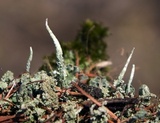 Cladonia ochrochlora image