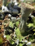 Cladonia chlorophaea image