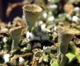 Cladonia chlorophaea image