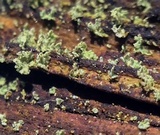 Cladonia parasitica image