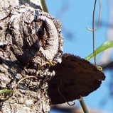 Hexagonia hydnoides image
