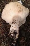 Tricholoma vernaticum image