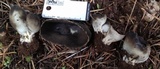 Helvella leucomelaena image