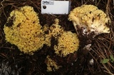 Ramaria rasilispora image