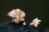 Xylaria cubensis image
