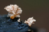 Xylaria cubensis image