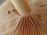 Hebeloma crustuliniforme image