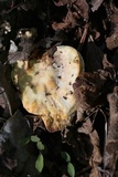 Trametes suaveolens image