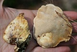 Trametes suaveolens image