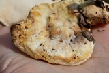 Trametes suaveolens image