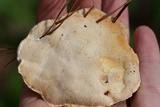 Trametes suaveolens image