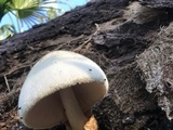 Volvariella bombycina image