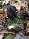 Morchella brunnea image