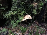 Hydnum oregonense image