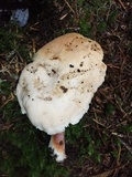 Hydnum oregonense image