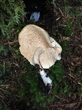 Hydnum oregonense image
