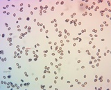 Psathyrella ellenae var. yubaensis image