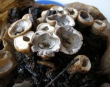 Cyathus olla image