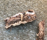 Ceratiomyxa fruticulosa var. fruticulosa image