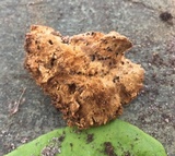 Coriolopsis gallica image