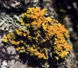 Xanthoria fulva image