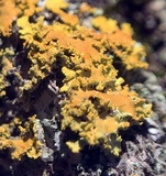 Xanthoria fulva image