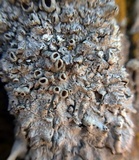 Punctelia bolliana image