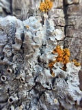 Punctelia bolliana image